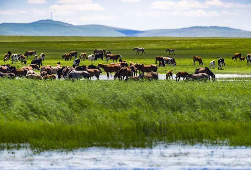 内蒙古大美草原，探寻神秘魅力的北疆画卷
